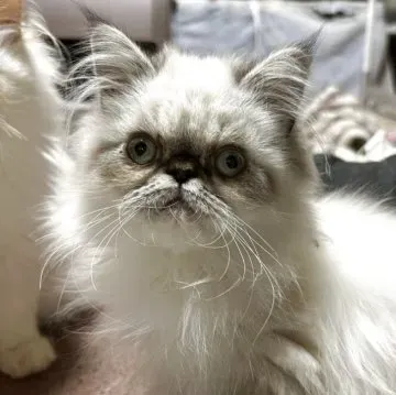 【決定版】優良ヒマラヤン 猫 ブリーダーの見分け方と、後悔しない子猫選びの完全ガイド